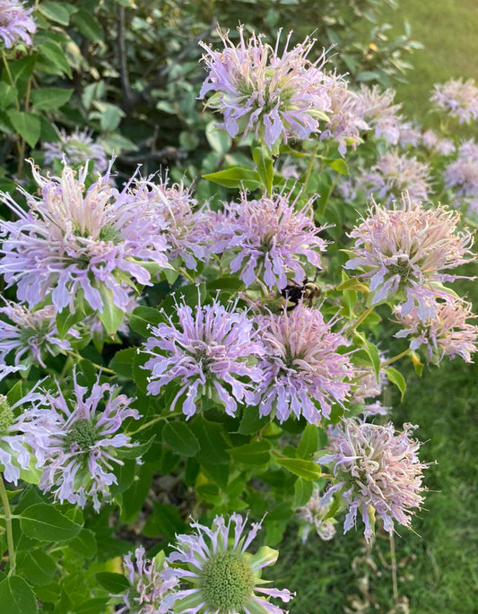Wild Bergamot Seeds
