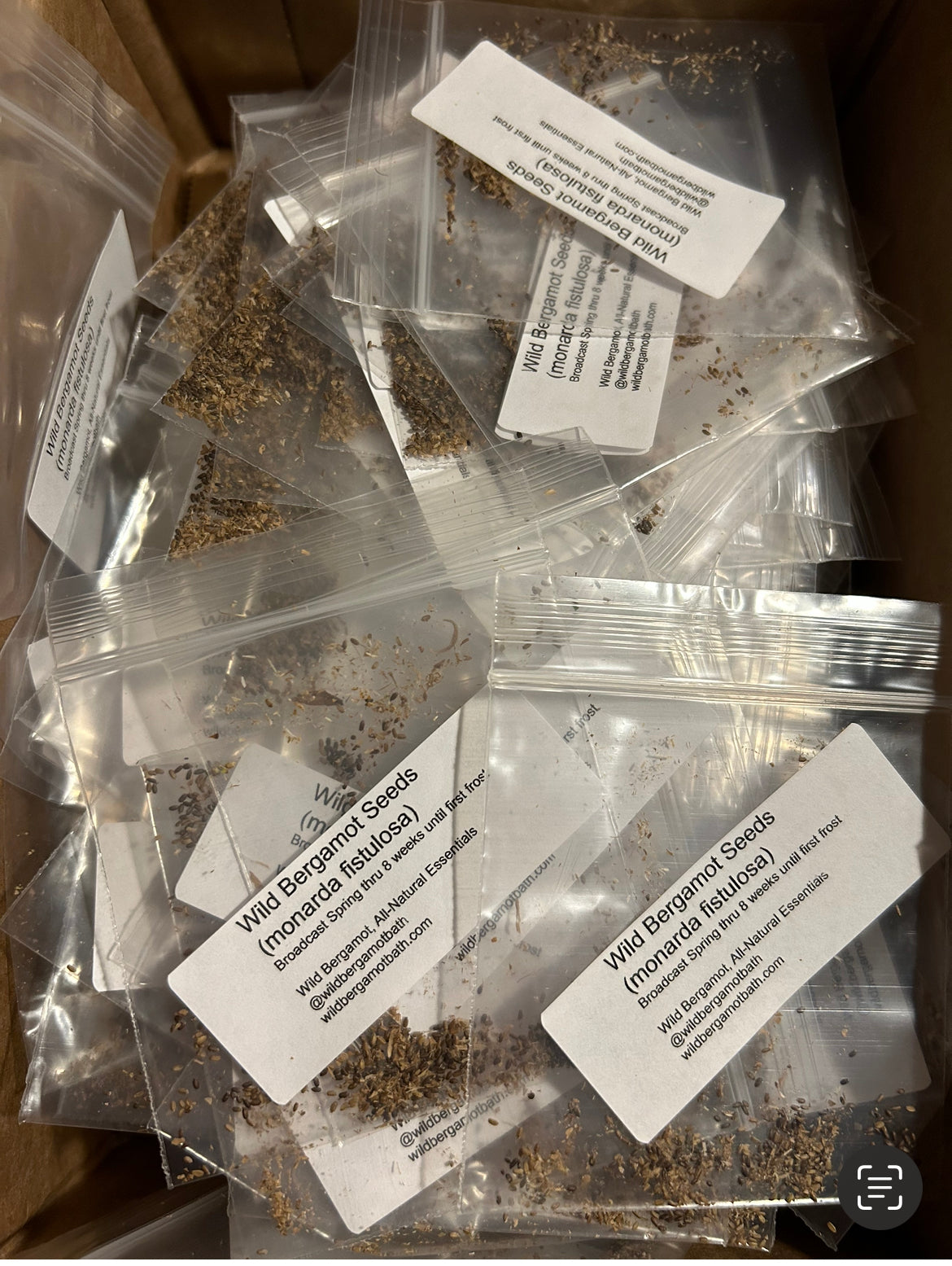 Wild Bergamot Seeds